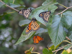 Danaus plexippus