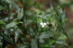 Aneilema acuminatum