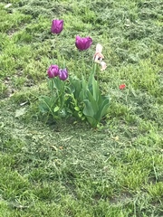 Tulipa