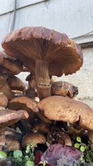 Armillaria mellea