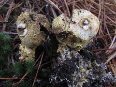 Scleroderma meridionale