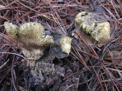 Scleroderma meridionale