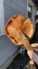 Armillaria mellea
