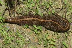 Australopacifica jacksoniana
