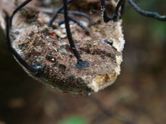 Polyporus guianensis