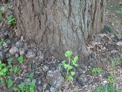 Ginkgo biloba