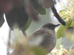 Turdus assimilis