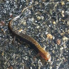 Desmognathus fuscus
