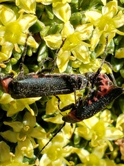 Chauliognathus magellanicus