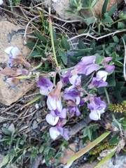 Lathyrus nervosus