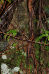 Haploglenius flavicornis