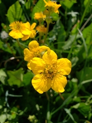 Geum magellanicum