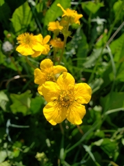 Geum magellanicum