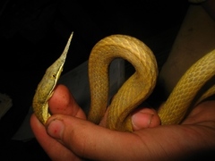 Langaha madagascariensis