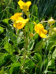 Geum magellanicum