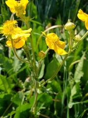 Geum magellanicum