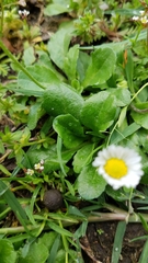 Bellis perennis