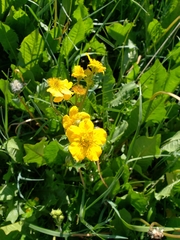 Geum magellanicum
