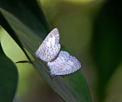 Spalgis lemolea lemolea