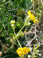 Geum magellanicum