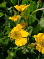 Geum magellanicum
