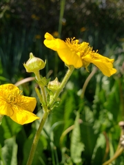 Geum magellanicum