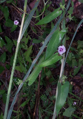 Ipomoea eriocarpa