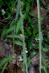 Ipomoea eriocarpa