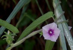 Ipomoea eriocarpa