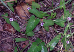 Ipomoea eriocarpa