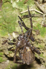 Theridion zantholabio