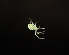 Araneus ginninderranus