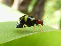 Gynandrobrotica ventricosa