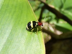Gynandrobrotica ventricosa