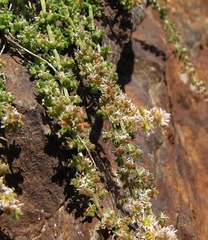 Sesamoides interrupta