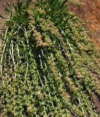 Sesamoides interrupta