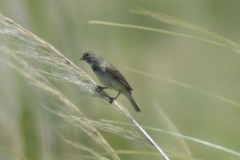 Sporophila caerulescens