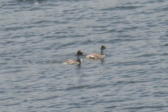 Podiceps occipitalis