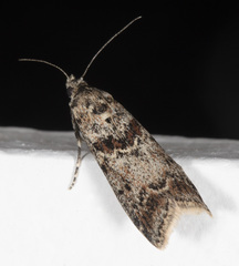 Ancylosis undulatella