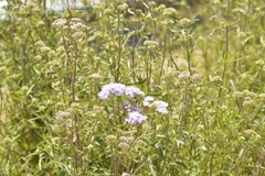 Chromolaena arnottiana
