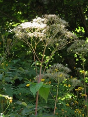 Valeriana pyrenaica