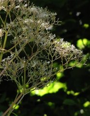 Valeriana pyrenaica