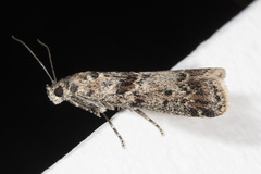 Ancylosis undulatella