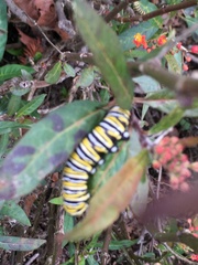 Danaus plexippus