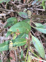 Danaus plexippus