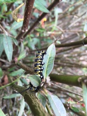 Danaus plexippus