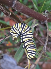 Danaus plexippus