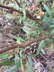 Danaus plexippus