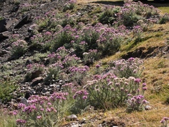 Carduus carlinoides