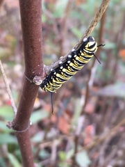Danaus plexippus